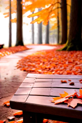 autumn background,autumn frame,fallen leaves,wooden bench,park bench,autumn in the park,autumn leaves,just autumn,autumn walk,autumn park,autumn songs,autumn,autumn season,round autumn frame,fall,autumn round,late autumn,autumn scenery,the autumn,fallen leaf,Conceptual Art,Daily,Daily 19