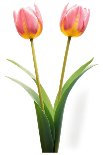 tulip background,turkestan tulip,flowers png,two tulips,tulip flowers,tulipa,pink tulip,tulip,tulips,pink tulips,tulip blossom,yellow orange tulip,tulipa tarda,tulip bouquet,siam tulip,wild tulip,vineyard tulip,flower background,tulpenbüten,parrot tulip,Unique,Design,Character Design