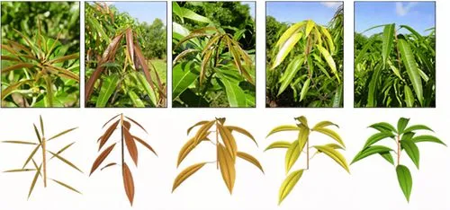 mango leaves,root crop,fodder plants,cereal cultivation,wheat crops,sorghum,plant pathology,triticale,barley cultivation,crop plant,wheat germ grass,forage corn,triticum durum,spikelets,panicle,left u