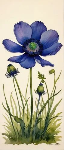 anemone coronaria,blue anemone,poppy anemone,blue anemones,himilayan blue poppy,anemone blanda,clark's anemone,anemone honorine jobert,anemones,papaver,anemonin,garden anemone,pasqueflower,cosmos bipinnatus,cosmos caudatus,anemone narcissiflora,anemone purple floral,summer anemone,anemone de caen,fall anemone,Conceptual Art,Fantasy,Fantasy 07