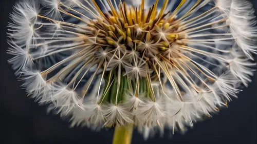 A dandelion shows its slender stems and fluffy catkins, like a white flower.,dandelion seeds,seed-head,common dandelion,dandelion flower,seed head,apiaceae,dandelion,taraxacum,taraxacum officinale,all