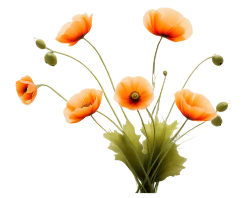 flowers png,orange poppy,flower background,poppy flowers,tulip background,iceland poppy,klatschmohn,flower wallpaper,orange flower,anemones,trollius download,orange flowers,orange red flowers,poppy anemone,poppies,red orange flowers,minimalist flowers,orange tulips,anemonin,flower illustrative,Illustration,Retro,Retro 10