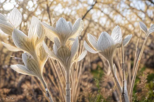 bloodrootsanguinaria canadensis,albino,field flowers,wild tulips,white lily,trumpet flowers,ice flowers,dry flowers,white dahlia,white tulips,desert flower,tasmanian flax-lily,dry bloom,flowers of the field,grass lily,white trumpet lily,blooming grass,tulip white,foxtail lily,tulip branches,Material,Material,Birch