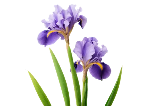 purple irises,dwarf iris,irises,flowers png,dutch iris,iridaceae,tulipan violet,lavender flower,violet flowers,muscari,croci,wild iris,gentians,camassia,purple crocus,purple flower,lavender flowers,purple tulip,flower wallpaper,swamp iris,Art,Classical Oil Painting,Classical Oil Painting 19