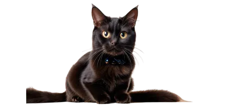 ravenpaw,brambleclaw,shadowclan,melanism,graystripe,bagheera,riverclan,pet black,pyewacket,windclan,bastet,halloween black cat,anubis,black cat,jayfeather,cat vector,abyssinian,felidae,bulgakov,melanistic,Conceptual Art,Sci-Fi,Sci-Fi 19