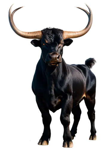 taurus,tanox,bull,tribal bull,bos taurus,bullrun,bulls,ox,oxen,horns cow,gnu,carabao,toros,cape buffalo,minotaur,bevo,gnus,aurochs,investec,torito,Conceptual Art,Oil color,Oil Color 14