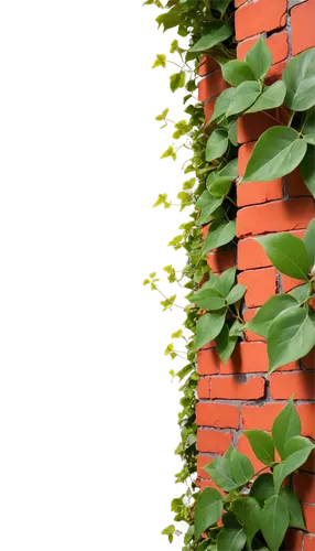 brick wall background,wall,brick background,espaliered,background ivy,climbing plant,wall of bricks,hedwall,rain gutter,sand-lime brick,red brick wall,ivy frame,trellises,espalier,brickwork,succulent plant,pipevine,climber plant,intensely green hornbeam wallpaper,tiled wall,Art,Artistic Painting,Artistic Painting 09