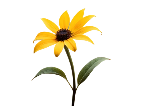 rudbeckia,small sun flower,rudbeckia nidita,yellow calendula flower,yellow flower,calendula,helianthus,calenduleae,rudbeckia fulgida,yellow gerbera,sunflower lace background,calendula flower,yellow petals,coreopsis,african daisy,flower wallpaper,flower background,yellow petal,asteraceae,arnica,Illustration,Black and White,Black and White 10