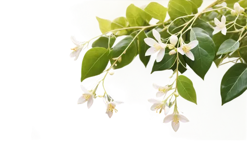 cape honeysuckle,brazilian jasmine,star jasmine,farmer's jasmine,jasminum sambac,crape jasmine,cherry laurel,epidendrum nocturnum,night-blooming jasmine,flower jasmine,jasmin-solanum,jasminum,curry leaves,cape jasmine,indian jasmine,jasmine flowers,ylang-ylang,carolina jasmine,japanese jasmine,fragrant flowers,Illustration,Japanese style,Japanese Style 08