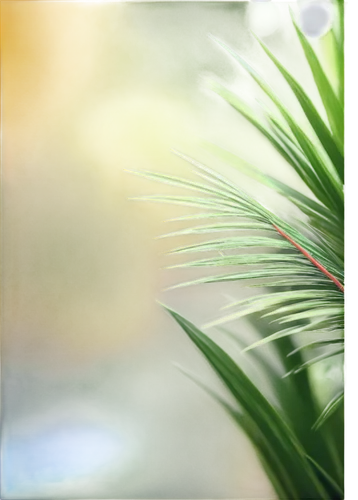 background bokeh,pine needle,pine needles,square bokeh,lensbaby,bokeh effect,bokeh,bokeh pattern,pine tree,depth of field,palm leaf,pine branches,pine tree branch,palm fronds,spruce needles,pine trees,defocus,coniferous,norfolk island pine,conifer,Photography,Fashion Photography,Fashion Photography 13