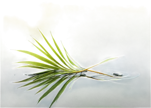 Papyrus plant, green stem, feathery leaves, soft delicate texture, water reflection, morning dew, subtle backlight, shallow depth of field, 3/4 composition, warm natural color tone, cinematic lighting