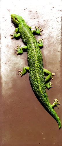 varanus,green lizard,hemidactylus,asclepiodotus,malagasy taggecko,leptodactylus,basilisks,eleutherodactylus,atractaspis,green crested lizard,emerald lizard,tiktaalik,marsh crocodile,paramyxoviridae,pelophylax,restoration,agamid,basiliscus,acheilognathus,rhacophorus,Illustration,American Style,American Style 04