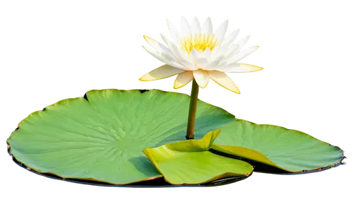 lotus on pond,white water lily,waterlily,water lily flower,flower of water-lily,water lily,water lotus,lotus png,pond lily,lotus leaf,lotus flowers,water lilly,large water lily,pond flower,water lily leaf,white water lilies,blooming lotus,waterlilies,lotus flower,lotus ffflower,Illustration,Vector,Vector 15