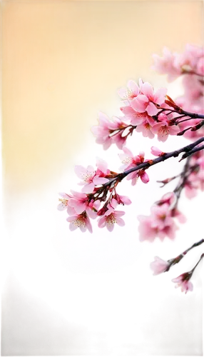 japanese sakura background,sakura tree,sakura background,sakura cherry tree,cold cherry blossoms,hanami,cherry blossoms,sakura branch,sakura trees,sakura blossoms,cherry blossom,japanese cherry blossom,japanese cherry blossoms,plum blossoms,sakura blossom,cherry blossom tree,japanese floral background,cherry blossom branch,takato cherry blossoms,spring background,Conceptual Art,Sci-Fi,Sci-Fi 12