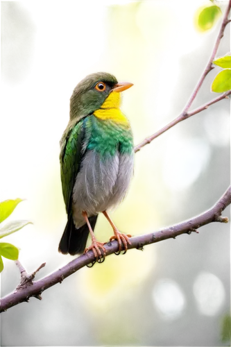 Small bird, perched on branch, bright green feathers, yellow beak, round eyes, wings spread wide, singing, morning dew, soft sunlight filtering through leaves, close-up shot, shallow depth of field, w