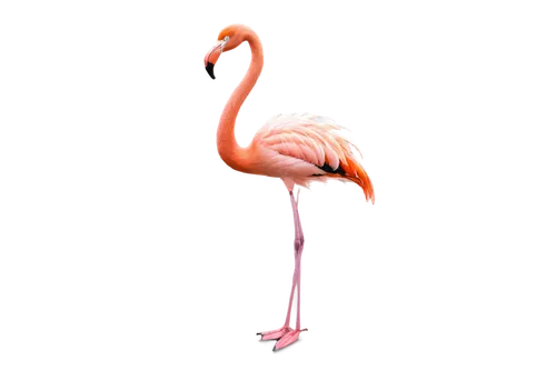 greater flamingo,flamingo,pink flamingo,flamingo couple,two flamingo,flamingo with shadow,flamingo pattern,cuba flamingos,flamingos,lawn flamingo,flamingoes,bird png,pink flamingos,crane-like bird,grey neck king crane,anthropomorphized animals,platycercus,bird photography,animal photography,bird illustration,Illustration,Retro,Retro 02