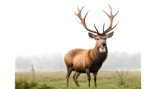 antlered,elk,male deer,red-necked buck,european deer,red deer,moschus,venado,pere davids male deer,wapiti,whitetail,rutting,whitetail buck,huemul,stag,fallow deer group,rehe,deer illustration,faune,pere davids deer,Art,Artistic Painting,Artistic Painting 39