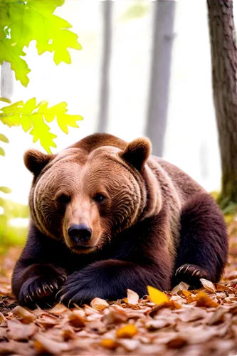 cuddling bear,european brown bear,brown bear,sleeping bear,cute bear,brown bears,nordic bear,bear,disneynature,great bear,bearlike,bearhug,scandia bear,orso,ursine,slothbear,bear teddy,bearishness,bearse,fall animals,Conceptual Art,Daily,Daily 32