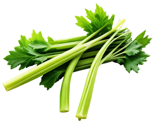 Fresh green celery stalks, bunch of three, leafy top, crunchy texture, dew drops on leaves, natural light, 3/4 composition, shallow depth of field, soft focus, warm color tone, still life, realistic r