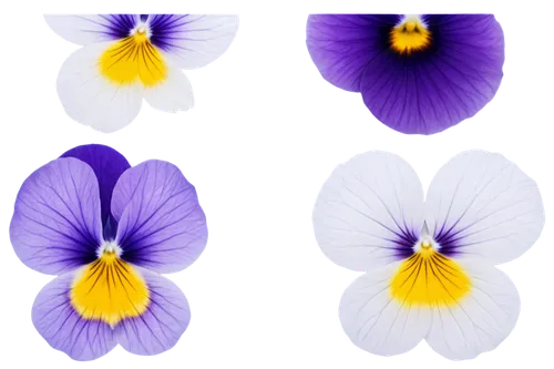 flowers png,violas,pansies,minimalist flowers,violet flowers,utricularia,crown chakra flower,abstract flowers,lisianthus,anemones,balloon flower,windflower,butterwort,heartsease,crocus flowers,edible flowers,violets,crocuses,senetti,stamens,Photography,Artistic Photography,Artistic Photography 05