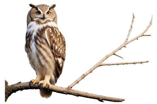 saw-whet owl,eurasian pygmy owl,siberian owl,glaucidium passerinum,glaucidium,long-eared owl,eared owl,tyto longimembris,spotted wood owl,eastern grass owl,short eared owl,kirtland's owl,spotted-brown wood owl,dyfi,sparrow owl,owl background,lapland owl,barred owl,lophophanes cristatus,owl,Photography,Documentary Photography,Documentary Photography 12
