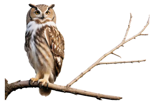 Owl, nocturnal bird, solo, wise eyes, white feathers, brown wings, sharp talons, perched, branch, moonlight, soft focus, shallow depth of field, warm color tone, cinematic lighting.,saw-whet owl,euras