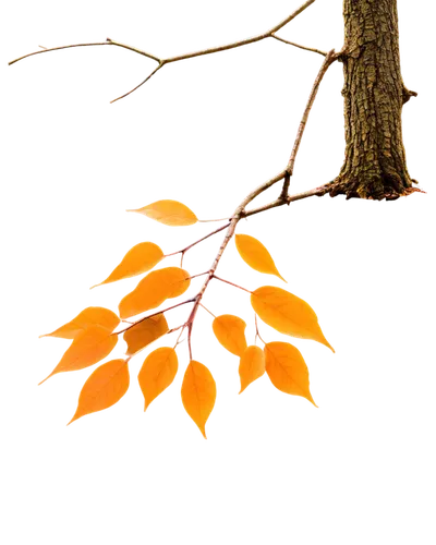 Fall scenery, downloadable, high-resolution, vibrant colors, solo tree, orange leaves, branches stretching upwards, thick trunk, roots deep in earth, morning dew, soft sunlight filtering through leave