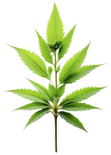 custody leaf,mape leaf,cannabidiol,green leaf,mint leaf,mugwort,nettle leaves,cannabinol,medicinal plant,indian nettle,fan leaf,four-leaf,neem,stinging nettle,jungle leaf,broadleaf,leaf background,motherwort,foliage leaf,mammoth leaf,Conceptual Art,Sci-Fi,Sci-Fi 16