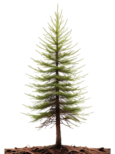 norfolk island pine,fir tree,fir tree decorations,nordmann fir,spruce tree,fir needles,kerschbaum,tannenbaum,bierenbaum,fir branch,fir tree silhouette,douglas fir,chile fir,fir trees,cupressaceae,pine tree,blue spruce,fir,evergreen trees,spruce trees,Conceptual Art,Fantasy,Fantasy 19