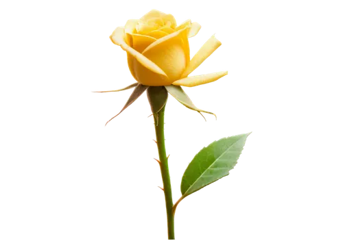 yellow rose background,rose png,gold yellow rose,yellow rose,arrow rose,yellow orange rose,flowers png,bicolored rose,flower rose,evergreen rose,lady banks' rose ,lady banks' rose,peace rose,rosa,rose flower,rose flower illustration,rose bud,red-yellow rose,regnvåt rose,dried rose,Art,Artistic Painting,Artistic Painting 34