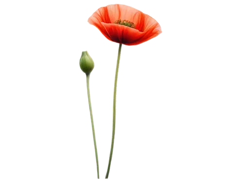 red poppy,klatschmohn,poppy flower,flowers png,tulip background,poppy plant,papaver,papaver orientale,red poppy on railway,poppy flowers,mohn,orange poppy,red poppies,red ranunculus,red flower,red anemone,floral poppy,iceland poppy,flower background,poppies,Conceptual Art,Daily,Daily 22