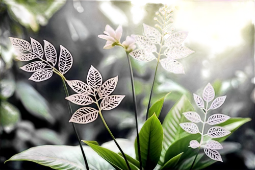 embroidered leaves,leaf icons,spring leaf background,leaf background,leaf drawing,lotus leaves,glitter leaves,tropical leaf pattern,water-leaf family,tea flowers,leaf pattern,curry leaves,foliage coloring,lotus leaf,leaf fern,jungle leaf,tropical leaf,trifoliata,ornamental plant,gum leaves,Illustration,Black and White,Black and White 11