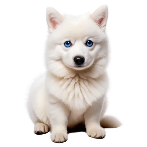 samoyedic,samoyed,shoob,samoyeds,white dog,inu,garrison,white fox,atka,cute puppy,pomeranian,ein,lumi,sadaharu,kumo,jindo,whitey,the blue eye,hawo,blue eye,Illustration,Vector,Vector 20