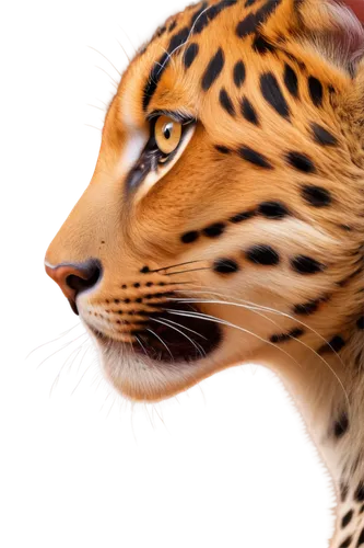 ocelot,leopard head,bengal cat,leopard,toyger,hosana,bengal,african leopard,jaguar,head of panther,felidae,cheetahs,ocicat,wild cat,animal portrait,regard,cheetah,exotic animals,schleich,fossa,Illustration,Abstract Fantasy,Abstract Fantasy 18