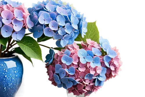 hydrangea background,flower vases,blue hydrangea,flowers png,hydrangea flowers,hydrangeas,hydrangeaceae,blue and white porcelain,hydrangea flower,hydrangea,flower bowl,flower vase,hyacinths,blue chrysanthemum,blue flowers,ornamental flowers,ornamental plants,funeral urns,flower wall en,flower arrangement lying,Photography,Fashion Photography,Fashion Photography 02