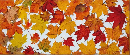 Write a nostalgic poem about autumnal leaves,autumnal leaves,autumn leaf paper,autumn leaves,maple leave,fall foliage,colored leaves,fall leaves,fall leaf border,autumn foliage,autumn background,autum