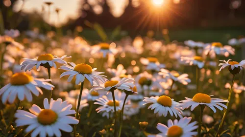 australian daisies,daisies,white daisies,daisy flowers,sun daisies,leucanthemum,oxeye daisy,african daisies,flower in sunset,barberton daisies,meadow flowers,field of flowers,shasta daisy,ox-eye daisy,meadow daisy,daisy family,marguerite daisy,flowers field,flower field,leucanthemum maximum,Photography,General,Commercial