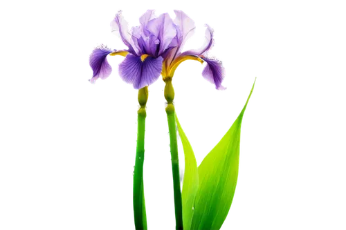 Delicate iris flower, purple petals, yellow center, slender stem, green leaves, water droplets, soft natural light, close-up shot, shallow depth of field, warm color tone, 3/4 composition, realistic t