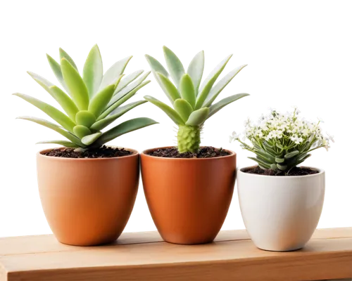 hostplants,potted plants,plants in pots,plantes,house plants,small plants,houseplants,hostplant,plant pots,hechtia,energy-saving bulbs,succulent plant,plantlets,isoetes,cryptanthus,little plants,desert plants,tube plants,planters,karchelia,Conceptual Art,Daily,Daily 20