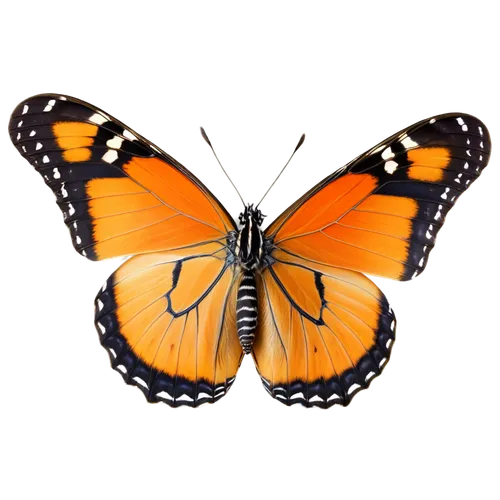 euphydryas,orange butterfly,viceroy (butterfly),butterfly vector,vanessa atalanta,polygonia,hesperia (butterfly),melitaea,butterfly clip art,vanessa (butterfly),brush-footed butterfly,white admiral or red spotted purple,large tortoiseshell,lepidoptera,checkerboard butterfly,boloria,scotch argus,milbert s tortoiseshell,butterfly isolated,lycaena phlaeas,Photography,General,Realistic