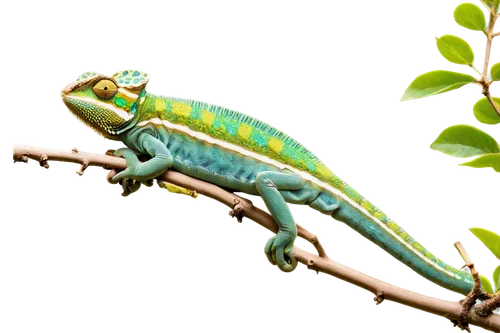 phelsuma,basiliscus,day gecko,malagasy taggecko,emerald lizard,chameleonlike,green lizard,beautiful chameleon,micrurus,basilisks,chameleon,green iguana,restoration,green crested lizard,orthoptera,agamid,hemidactylus,leafhoppers,wonder gecko,anoles,Conceptual Art,Daily,Daily 06