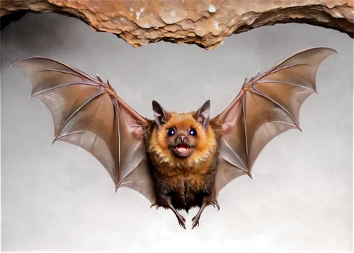 Brown bat, nocturnal, wings spread wide, furry body, big round eyes, tiny nose, hanging upside down, dark brown fur, shiny skin, sharp claws, cave background, soft box lighting, 3/4 composition, high 