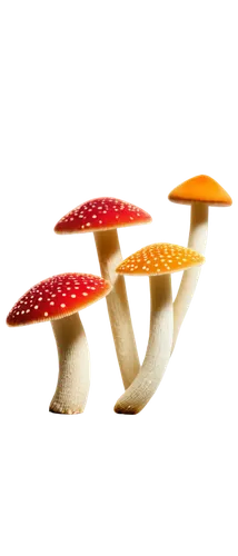 toadstools,edible mushrooms,umbrella mushrooms,mushroom landscape,champignon mushroom,amanita,lingzhi mushroom,edible mushroom,mushroom type,cubensis,mushrooms,forest mushrooms,agaric,russula,toadstool,club mushroom,agaricaceae,crown caps,mushroom hat,forest mushroom,Photography,Fashion Photography,Fashion Photography 08