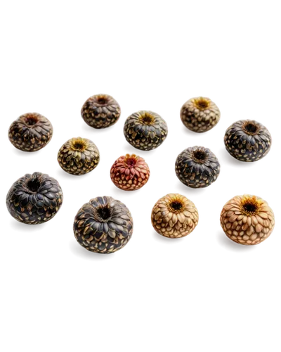 teliospores,spherules,rudraksha,microcapsules,seeds,foraminifera,oospores,lotus seed pod,embryos,pollens,bee eggs,brigadeiros,ascospores,capsule fruits,zoospores,coffee seeds,acorn cluster,ascidians,seedpods,nonpareils,Photography,General,Natural