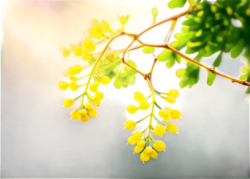 Acacia flowers, yellow petals, delicate shape, soft texture, tiny buds, blooming branches, morning dew, warm sunlight filtering through leaves, 3/4 composition, shallow depth of field, vibrant color t