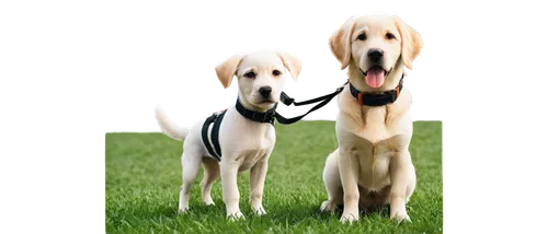 labradors,beagles,two dogs,two running dogs,aaaa,dogana,retrievers,labrador retriever,aa,aaa,service dogs,defense,dog breed,defence,labrador,color dogs,dog training,dog pure-breed,goldens,dog photography,Photography,Documentary Photography,Documentary Photography 06