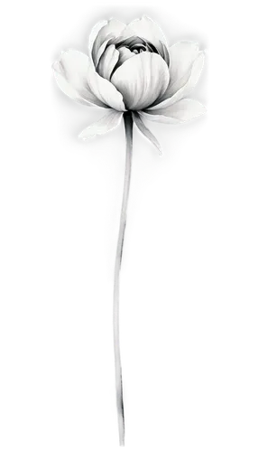 flowers png,fabric flower,boutonniere,sailor's knot,stitched flower,paper flower background,minimalist flowers,flower ribbon,white flower,bookmark with flowers,white floral background,bow-knot,delicate white flower,straw flower,rose flower illustration,paper rose,ribbon (rhythmic gymnastics),cut flower,white rose,flower illustration,Conceptual Art,Oil color,Oil Color 10