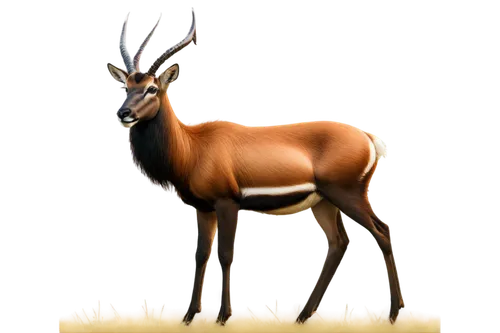 hartebeest,kudu,blesbok,venado,kudu buck,kudus,odocoileus,sitatunga,cervus elaphus,lechwe,red-necked buck,nilgai,blackbuck,springbok,ankole,artiodactyla,male deer,babiker,glowing antlers,kulan,Conceptual Art,Daily,Daily 22