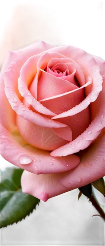 rose png,pink rose,romantic rose,rose flower,landscape rose,flower rose,rose bloom,rose wrinkled,peach rose,frame rose,roseate,rosa,paper flower background,rose,rosas,rosevear,bicolored rose,rose pink colors,rosevelt,rosa peace,Photography,Artistic Photography,Artistic Photography 04