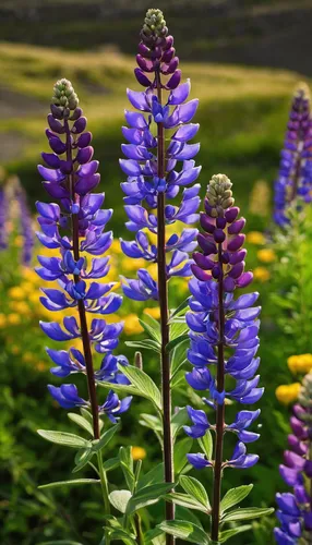 The arctic lupin bestows a beautiful shade of purple upon Iceland's landscapes.,lupines,lupins,lupinus mutabilis,lupine,alpine flowers,the valley of flowers,colorful flowers,wildflowers,lavender flowe